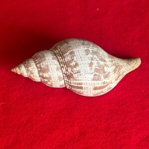 Tulip Shell